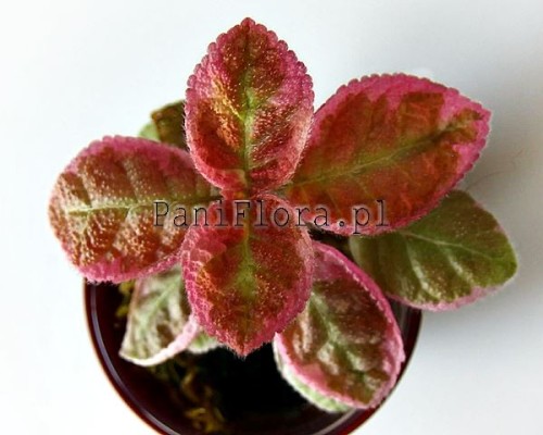 Episcia Pink Smoke