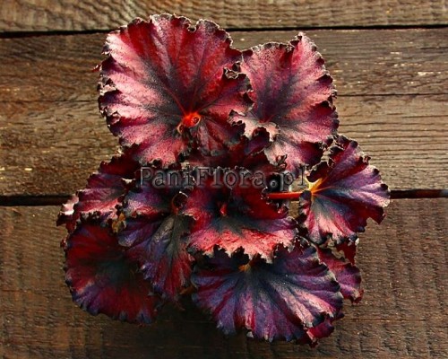 DS-Little Red Riding Hood