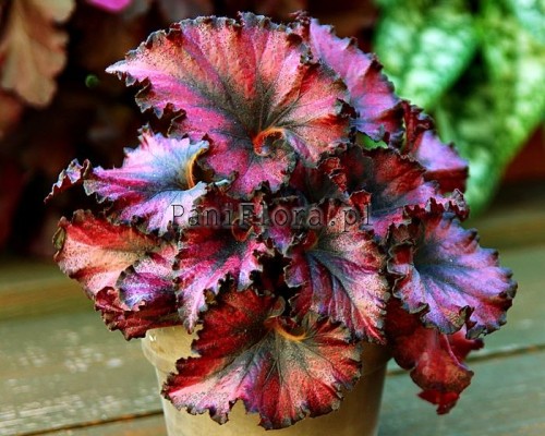 DS-Little Red Riding Hood