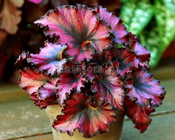 DS-Little Red Riding Hood