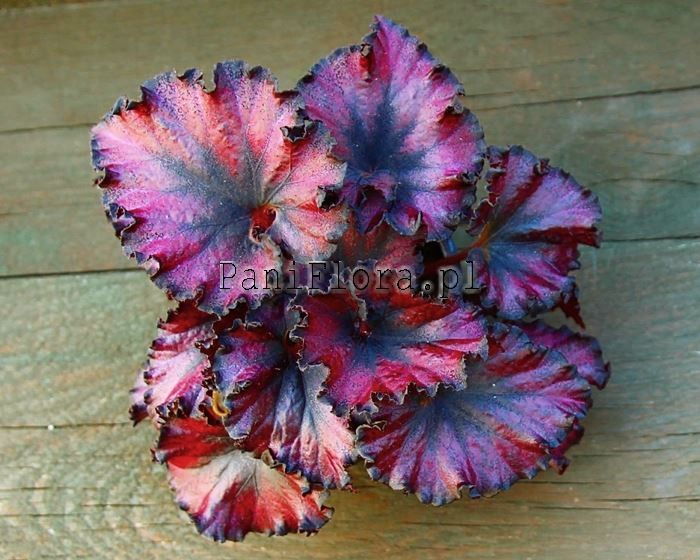 DS-Little Red Riding Hood