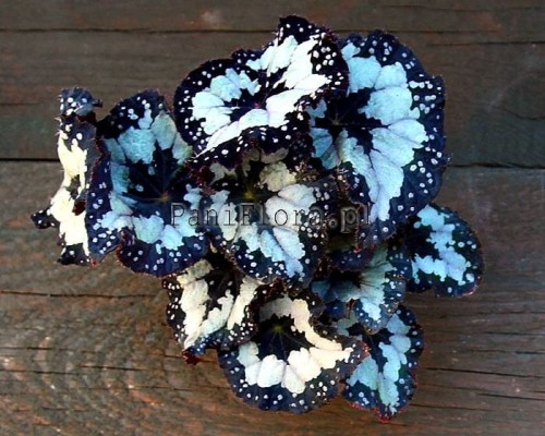 ds-dolce vitaa2 got.jpg