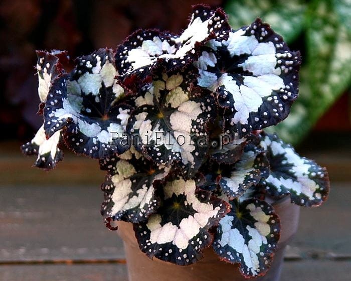 ds-dolce vitaa1 got.jpg