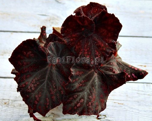 DS-Chocolate Covered Cherry