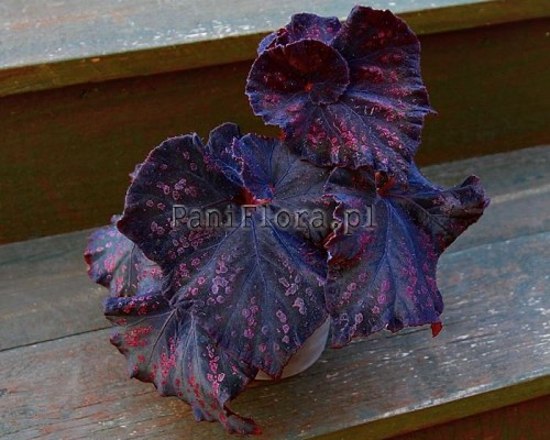 DS-Chocolate Covered Cherry