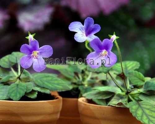 Mikro sinningia Mary Jane's Pixie