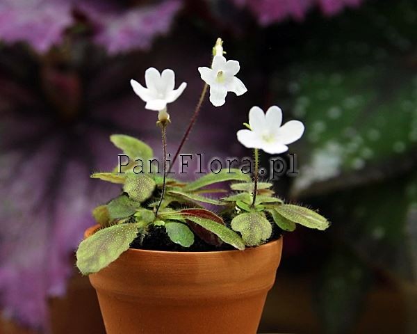 Mikro sinningia White Sprite