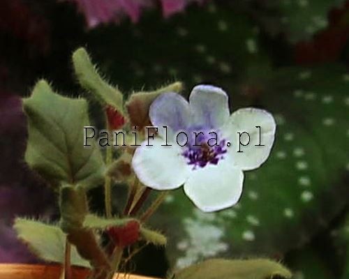 Mikro sinningia Freckles