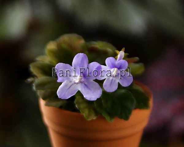 Mikro sinningia Mighty Mouse