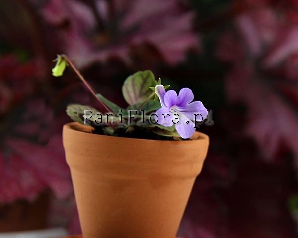 Mikro sinningia concinna Seropedica