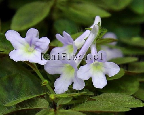 Mikro sinningia pusilla Serra da Vista