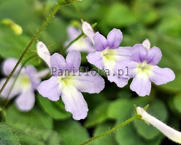 Mikro sinningia pusilla