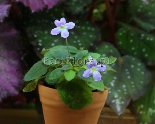 Mikro sinningia pusilla