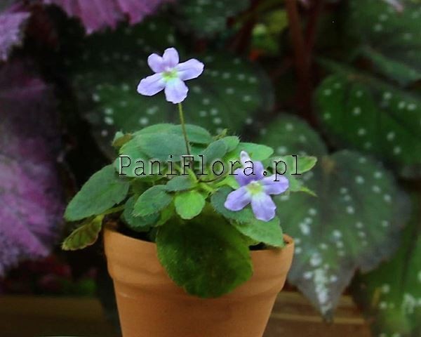 Mikro sinningia pusilla