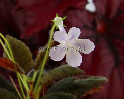 Mikro sinningia muscicola