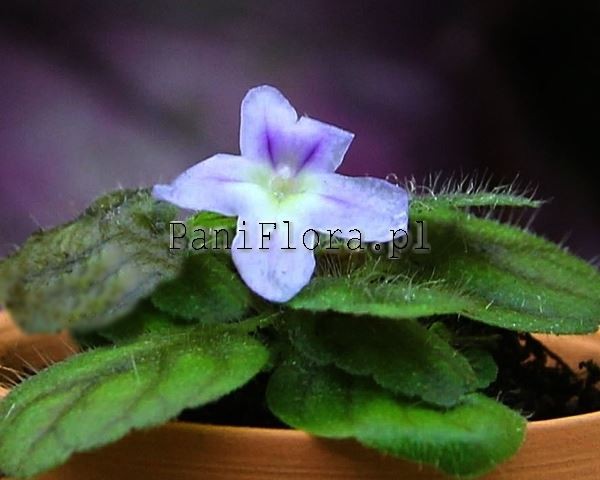 Mikro sinningia pusilla Itaoca