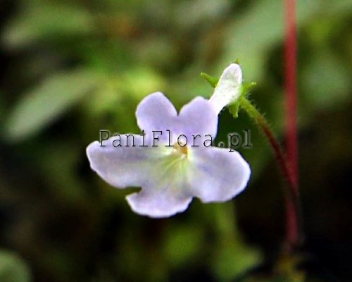 Mikro sinningia pusilla Imbe