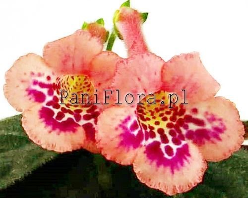 Mini sinningia SimSim Honey Peach