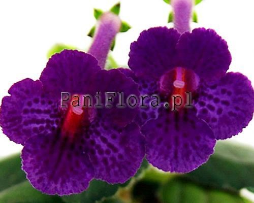 Mini sinningia SimSim Mowgli