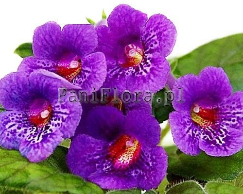 Mini sinningia SimSim Millennium