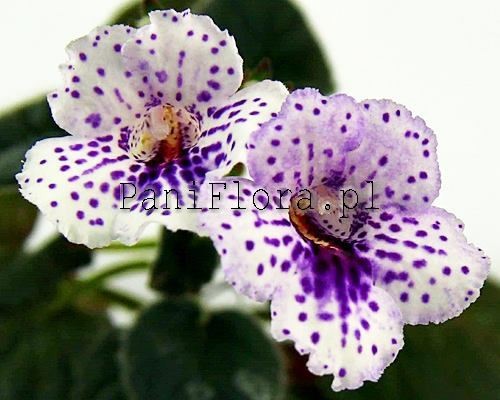 Mini sinningia SimSim Infinity