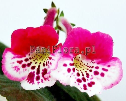 Mini sinningia SimSim Dreamland