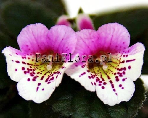 Mini sinningia SimSim Angelito