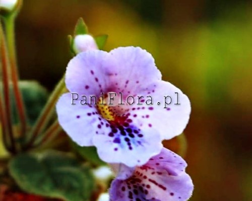 Mini sinningia SimSim Ksenia