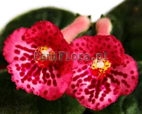 Mini sinningia SimSim Ladybug