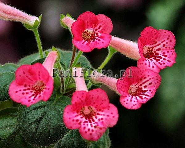 Mini sinningia SimSim Ladybug