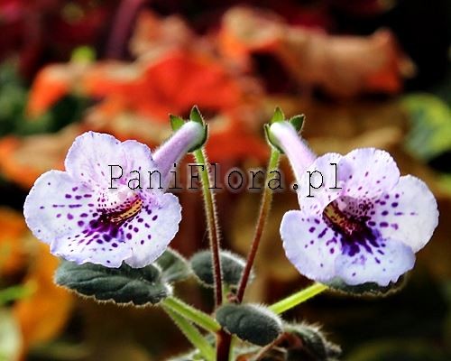 Mini sinningia SimSim Infinity