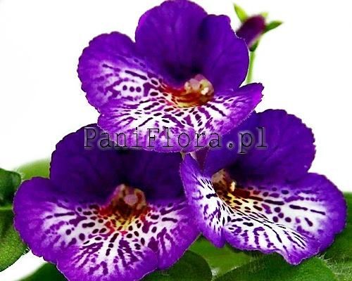 Mini sinningia SimSim Robin Hood