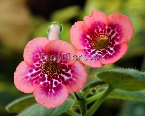 Mini sinningia SimSim Honey Peach