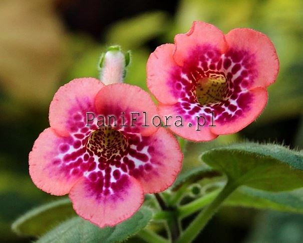 Mini sinningia SimSim Honey Peach