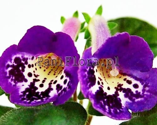 Mini sinningia SimSim Little Prince