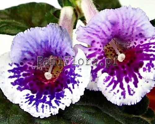 Mini sinningia SimSim Wild Orchid