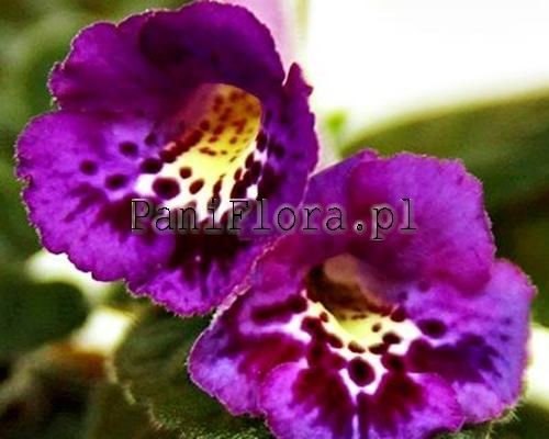 Mini sinningia SimSim Royal Style