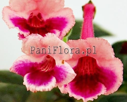 Mini sinningia SimSim Fairy Queen