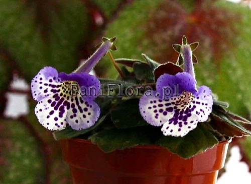 Mini sinningia SimSim Kings Treasure