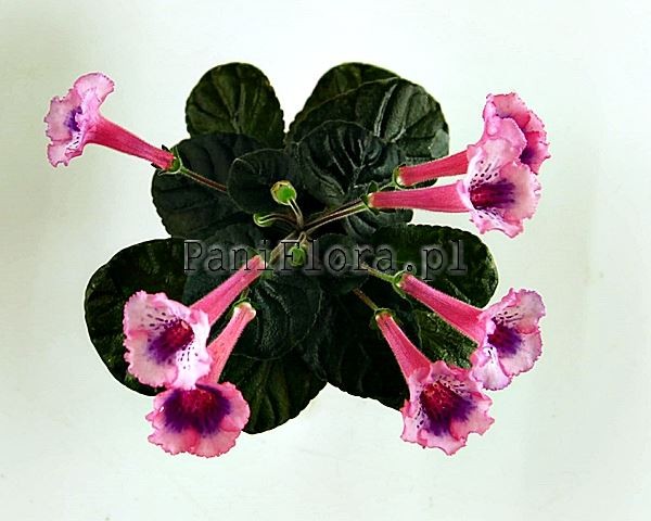 Mini sinningia SimSim Festive Dessert