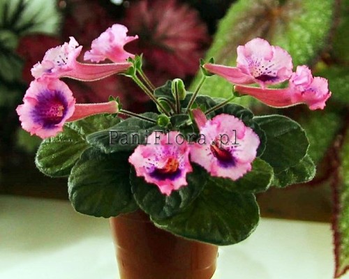 Mini sinningia SimSim Festive Dessert