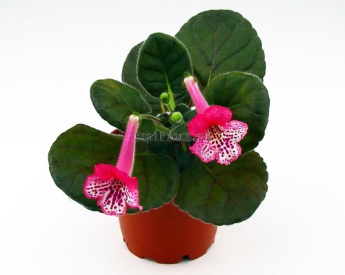 Mini sinningia SimSim Playfull Butterflies