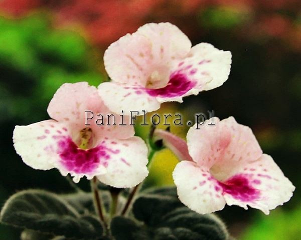 Mini sinningia SimSim Pink Flamingo