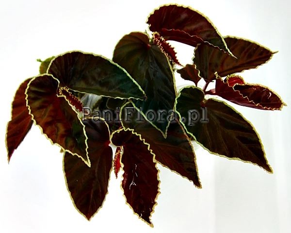 Begonia darthvaderiana