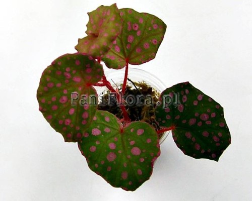 Begonia Maura Wahau