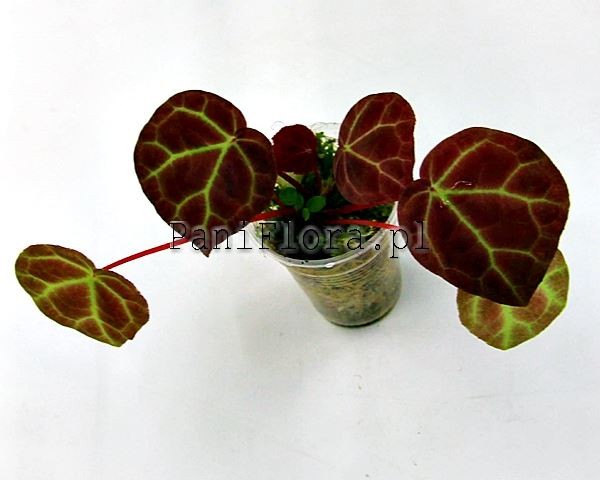 Begonia reginula