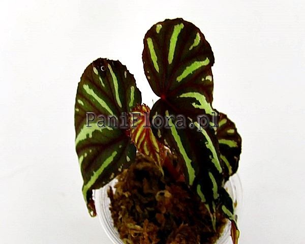 Begonia keranji