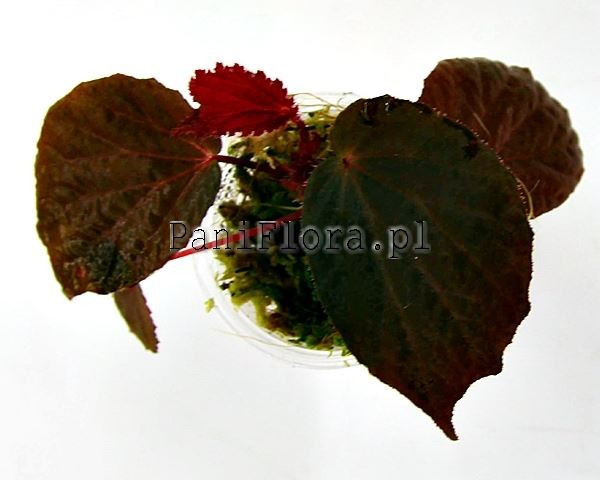 Begonia aketajawensis black