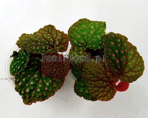 Begonia ocellata pink