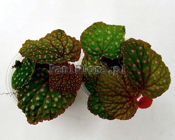 Begonia ocellata pink